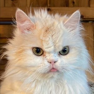 Meet your Posher, Paula